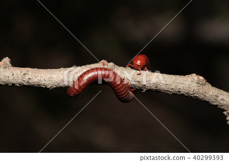 The millipede on branch The millipede on branch 40299393