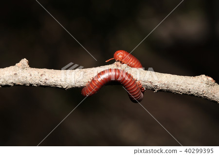The millipede on branch The millipede on branch 40299395