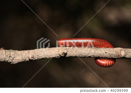 The millipede on branch The millipede on branch 40299399