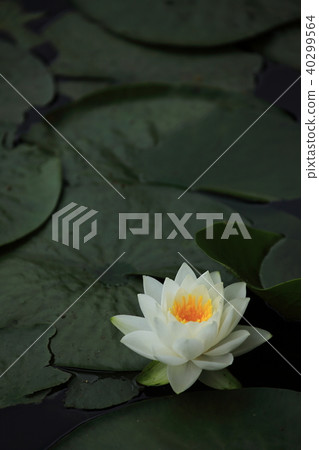 睡蓮 睡蓮 40299564