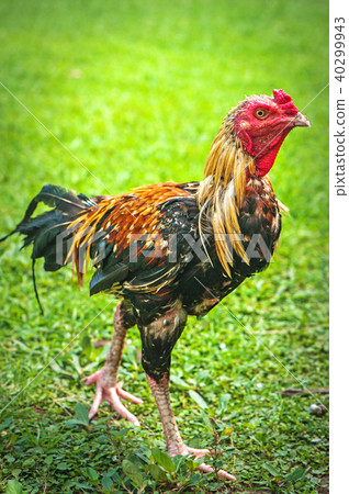 thai gamecocks animals thai gamecocks animals 40299943