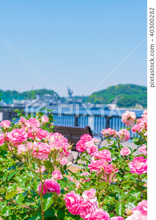 Rose garden of spring Yokosuka Verny Park of Japan 40300282