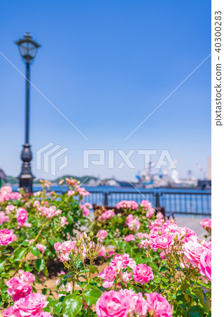 日本的春天Yokosuka Verny公園玫瑰園 日本的春天Yokosuka Verny公園玫瑰園 40300283