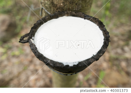 THAILAND BURIRAM AGRICULTURE RUBBER TREE THAILAND BURIRAM AGRICULTURE RUBBER TREE 40301373