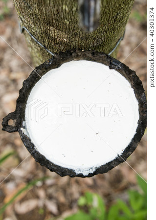 THAILAND BURIRAM AGRICULTURE RUBBER TREE 40301374