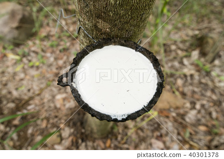 THAILAND BURIRAM AGRICULTURE RUBBER TREE 40301378
