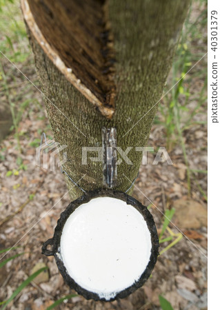 THAILAND BURIRAM AGRICULTURE RUBBER TREE THAILAND BURIRAM AGRICULTURE RUBBER TREE 40301379