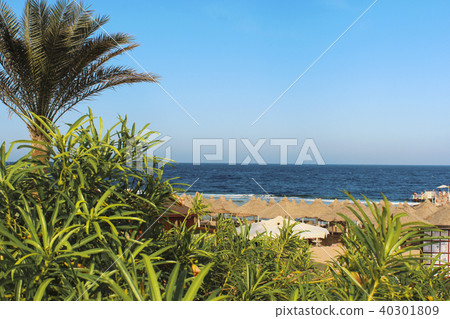 Beach on the Red Sea Beach on the Red Sea 40301809