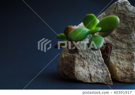 Plants cracking the rock 40301917