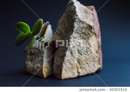 Plants spliting the stone 40301918