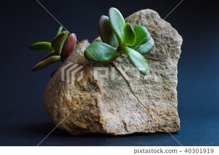 Plants growing up from stone 40301919
