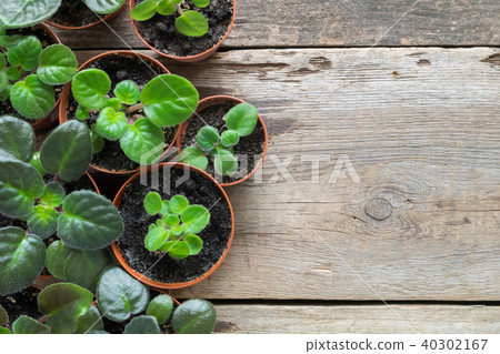 Flowerpots of homeplant and saintpaulia flowers Flowerpots of homeplant and saintpaulia flowers 40302167