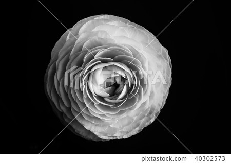 Obscure paigle in black and white. Close up Obscure paigle in black and white. Close up 40302573