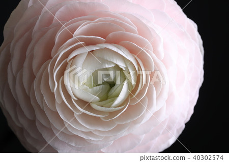 Glorious paigle. Close up Glorious paigle. Close up 40302574