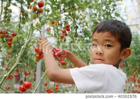採摘迷你西紅柿的小學生(三年級學生) 採摘迷你西紅柿的小學生(三年級學生) 40302876