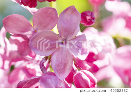 Beautiful Bunch of Lilac close-up . Beautiful Bunch of Lilac close-up . 40302882