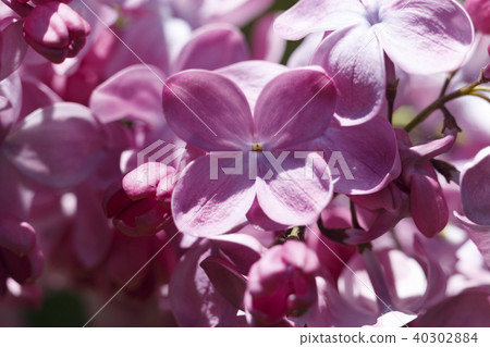 Beautiful Bunch of Lilac close-up . 40302884