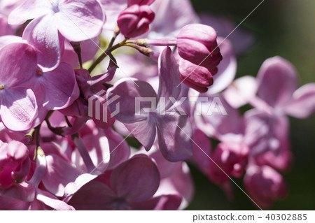 Beautiful Bunch of Lilac close-up . Beautiful Bunch of Lilac close-up . 40302885