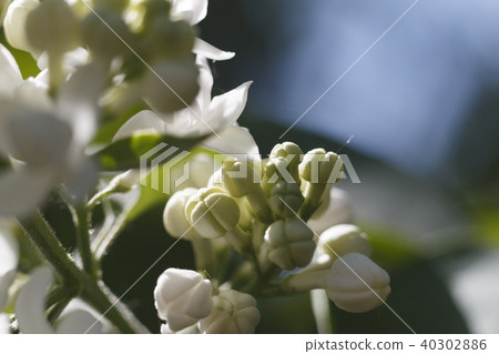 Close-up beautiful lilac flowers 40302886