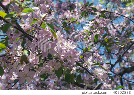Blossoming pink sacura flowers against blue sky Blossoming pink sacura flowers against blue sky 40302888