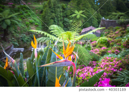 Garden on Sao Miguel island, Azores. It is located Garden on Sao Miguel island, Azores. It is located 40303189