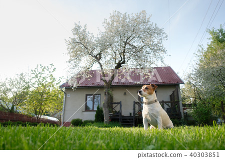 Jack russel terrier on lawn near house 40303851