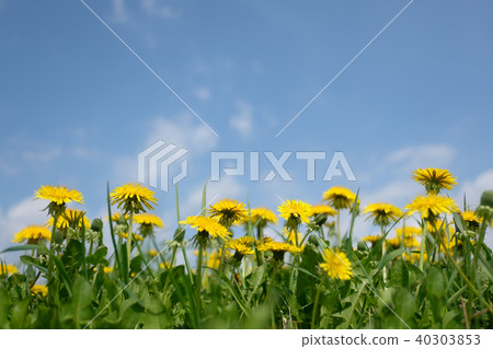 Yellow dandelions field closeup 40303853
