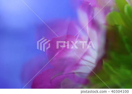 Flowers Flowers 40304100