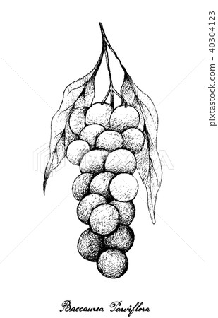 Hand Drawn of Baccaurea Parviflora on Tree Bunch 40304123