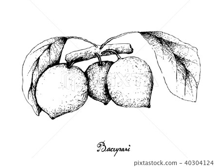 Bacupari or Garcinia Gardneriana on Tree Bunch Bacupari or Garcinia Gardneriana on Tree Bunch 40304124