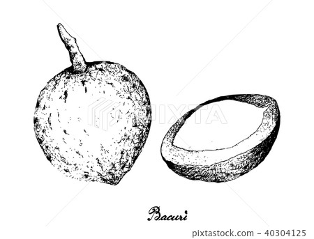 Hand Drawn of Bacuri on White Background 40304125