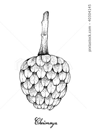 Ripe Cherimoya Fruit on White Background Ripe Cherimoya Fruit on White Background 40304145