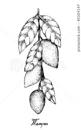 Hand Drawn of Wampee or Clausena Lansium Fruits Hand Drawn of Wampee or Clausena Lansium Fruits 40304147