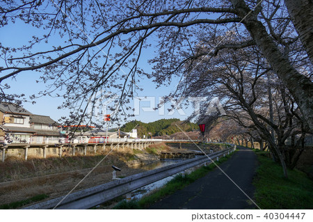 Moisture Sakura Uda City, Nara Prefecture Shibata Noko Market 40304447