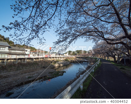 Moisture Sakura Uda City, Nara Prefecture Shibata Noko Market Moisture Sakura Uda City, Nara Prefecture Shibata Noko Market 40304452