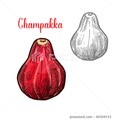Champakka vector sketch fruit cut icon 40304533
