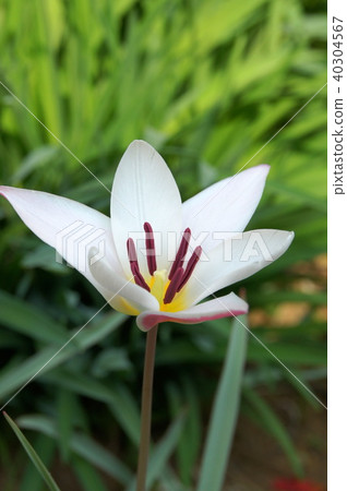 原始的鬱金香:Lady Jane(Crusiana) 原始的鬱金香:Lady Jane(Crusiana) 40304567