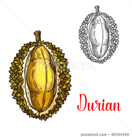 Durian vector sketch fruit cut icon 40304569