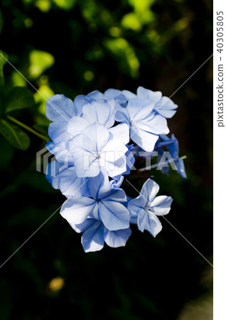 Tsubaki (Ruri Festival) Prambago 40305805