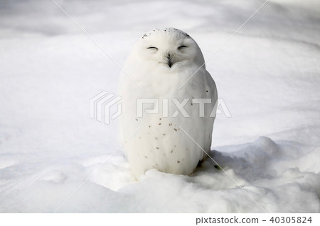 Smiling white owl 40305824