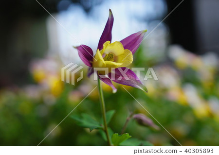 Yellowfin tuna Yellowfin tuna 40305893