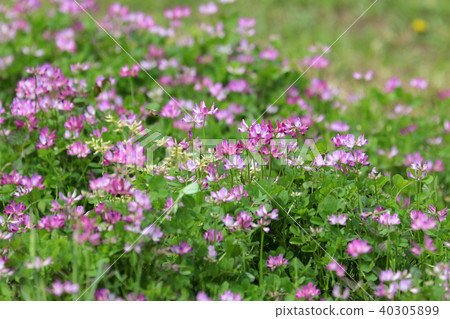 黃芪 黃芪 40305899