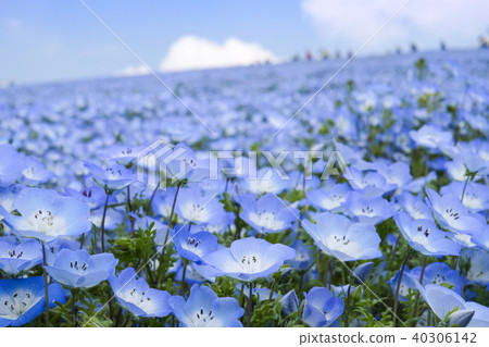 日立海濱公園的Nemophila 40306142