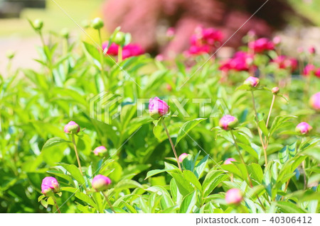 牡丹牡丹 40306412