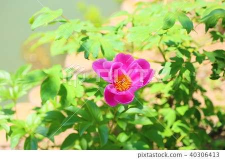 牡丹牡丹 40306413