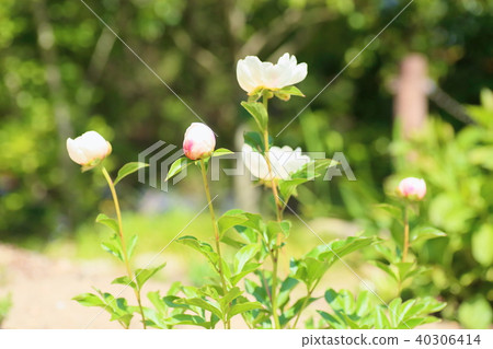 牡丹牡丹 40306414