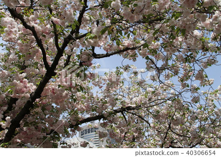 Osaka Mint Bureau Sakura walk through Osaka Mint Bureau Sakura walk through 40306654