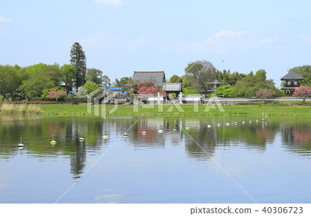 館林杜鵑花公園，城沼，禪宗寺和鍾樓 40306723