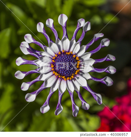 African Daisy flower 40306957
