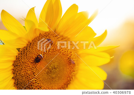 bee collects nectar from sunflower. bee collects nectar from sunflower. 40306978